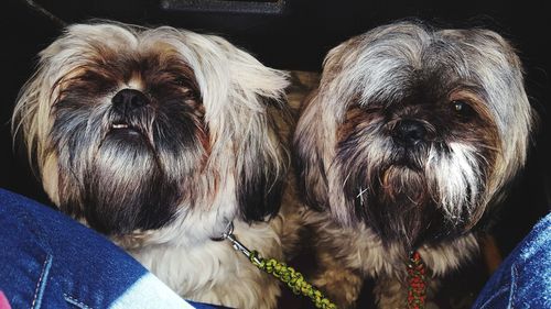 Close-up portrait of dog