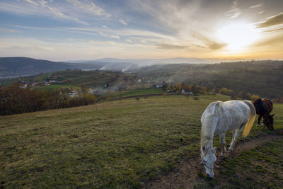 View of horse grazing in field during sunset