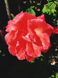 Close-up of pink rose
