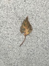High angle view of dry maple leaf