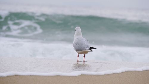 Seagull perching on sand at beach