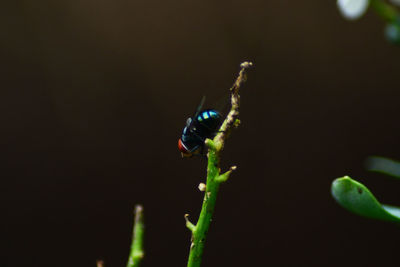 Close-up of insect on plant