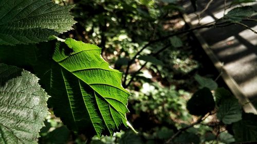 Close-up of fresh green leaves