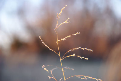 Close-up of plant