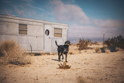 A dog is near an rv trailer in a desert, california