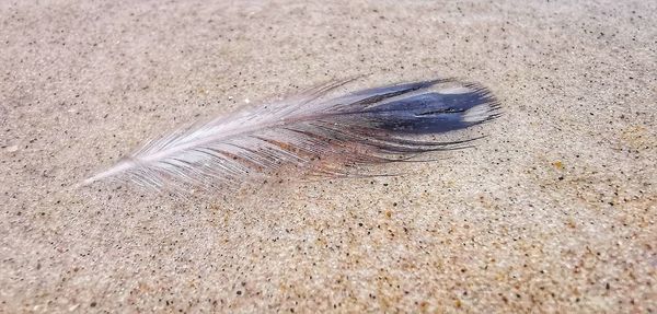 High angle view of feather on sand