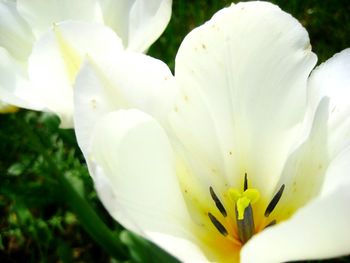 Close-up of white flower blooming outdoors