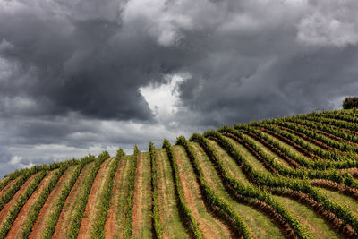 Scenic view of agricultural field against sky