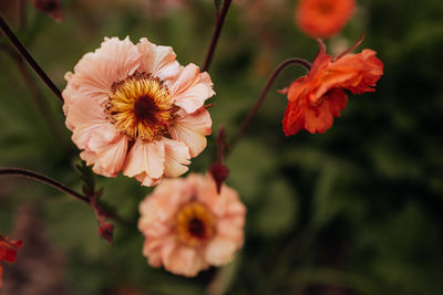 Close-up of pink flowering plant