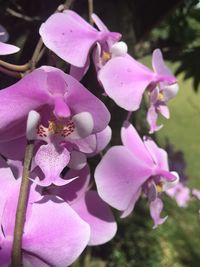 Close-up of pink orchids