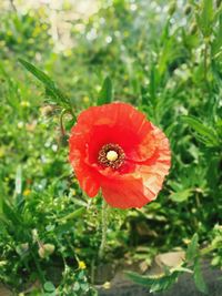 Close-up of red poppy flower