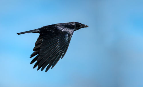 Close-up of bird flying against blue sky