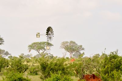 Palm trees against sky