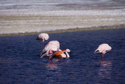 Birds in lake