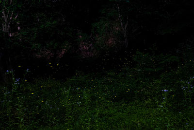 Scenic view of silhouette trees in forest