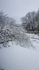 Snow covered trees against sky