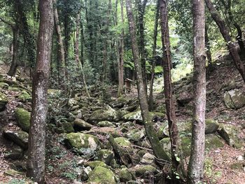 Trees growing in forest