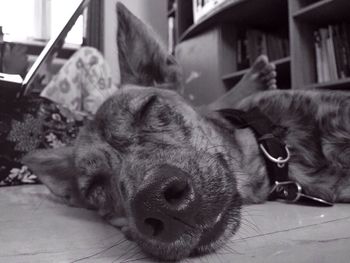 Close-up of dog relaxing on floor