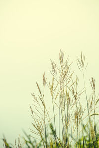 Close-up of stalks against clear sky