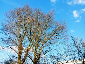 Low angle view of bare tree against blue sky