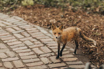 Fox walking on footpath