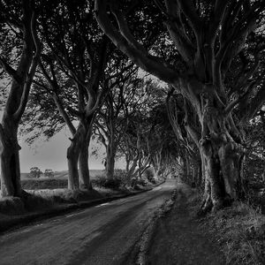 Road passing through trees