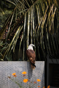 Close-up of bird