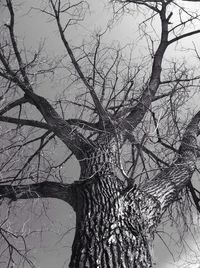 bare tree
