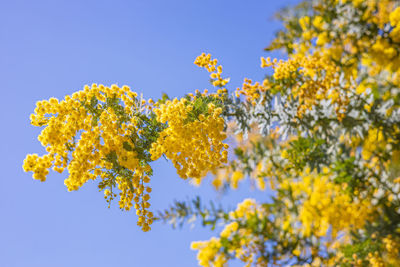 Low angle view of yellow flowering plant against sky