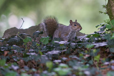 Squirrel on a field