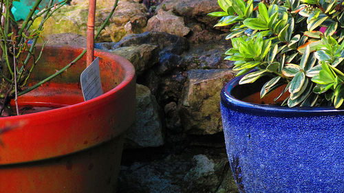 Close-up of plants