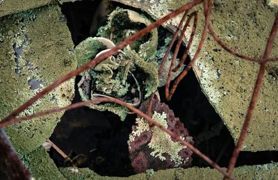 Close-up of ivy growing on tree