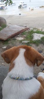 Close-up of dog looking away