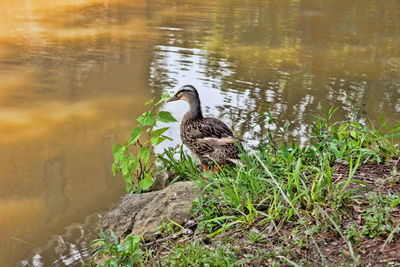 Ducks on a lake