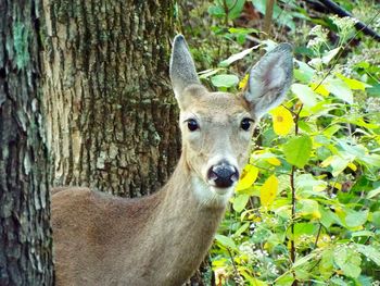 Deer in forest