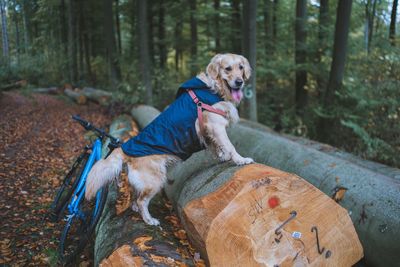 Dog sitting in a forest