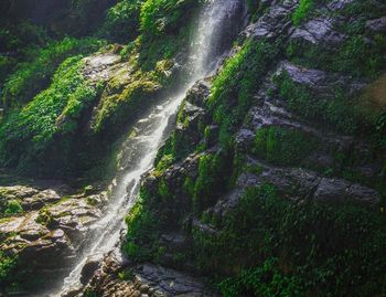 Scenic view of waterfall in forest