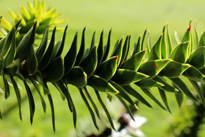 Close-up of fresh green plant