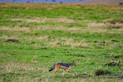 Cheetah running on field