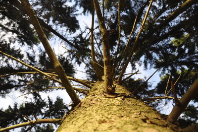 Low angle view of tree in forest