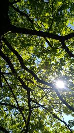 Low angle view of tree against sky