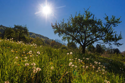 Scenic view of flowering plants on field against sky on sunny day