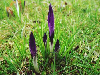 Close-up of purple crocus in field