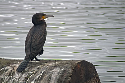 Bird perching on a lake