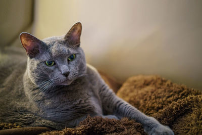 Close-up portrait of a chartreux car