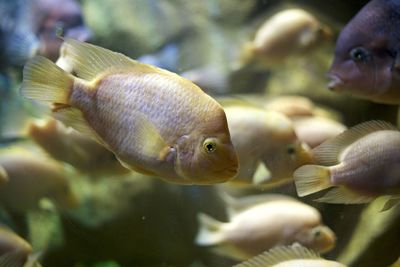 Close-up of fish swimming in aquarium