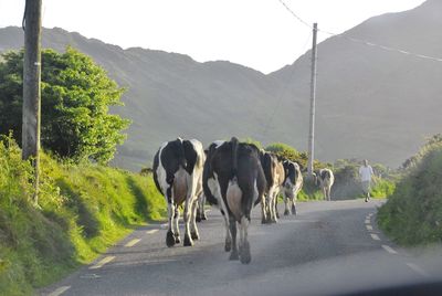 Congestion on an irish road