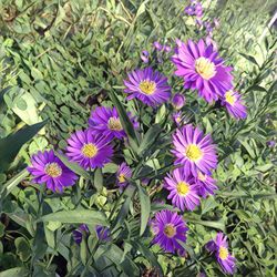 High angle view of purple flowers blooming outdoors