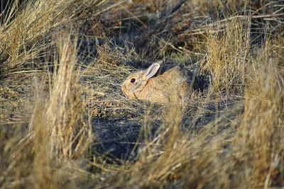 Cottontail rabbit in hole the wild, fields in broomfield colorado united states.