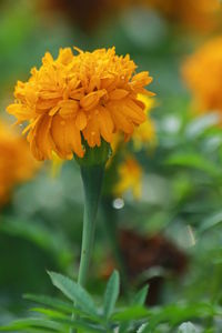 Close-up of yellow flowering plant